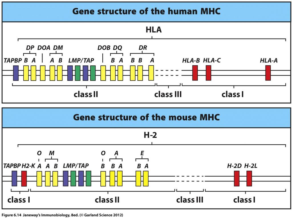 Genetic organization of the MHC A cluster of closely linked genes consisting of more than 200 genes and extending over at least 4 million base pairs.