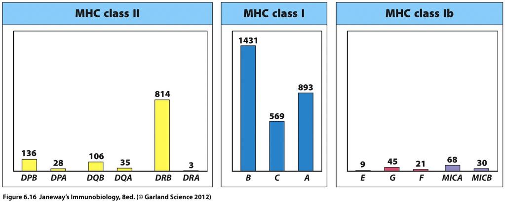 The MHC genes are the most polymorphic in our genome # alleles Chrom 6 Chrom 17 Each MHC allele is expressed frequently in the population, so most people express 2