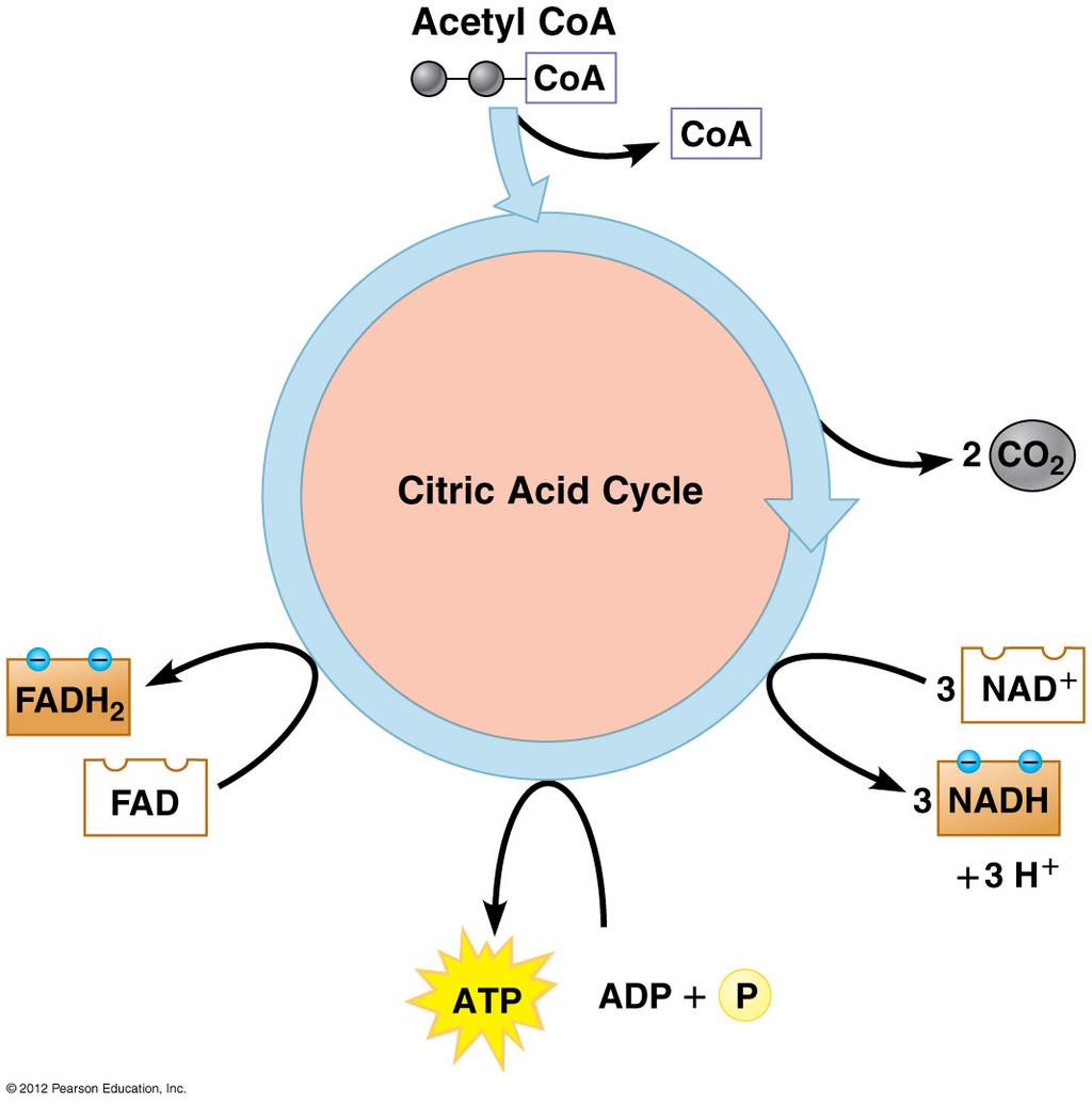 Citric Acid Cycle/ Kreb s Cycle Ø 2 molecules of acetyl-coa are generated from one glucose Ø Per Acetyl-CoA 2 C removed as CO 2 3 NAD + reduced to NADH,