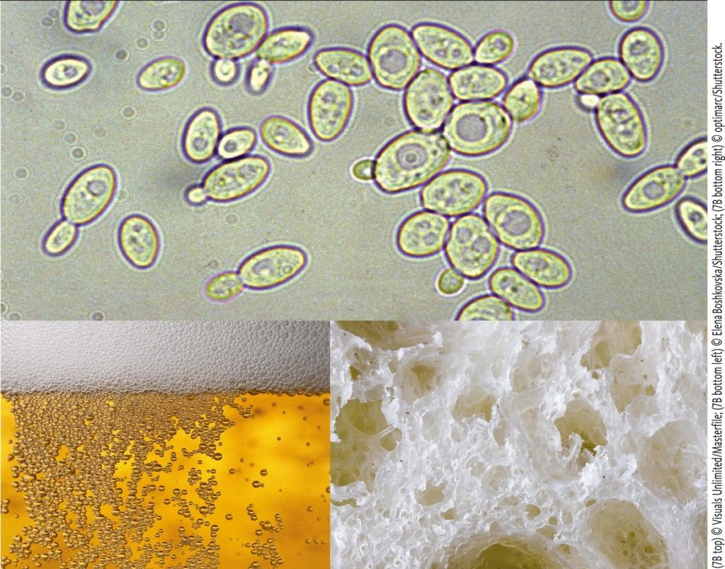 Yeast uses alcohol