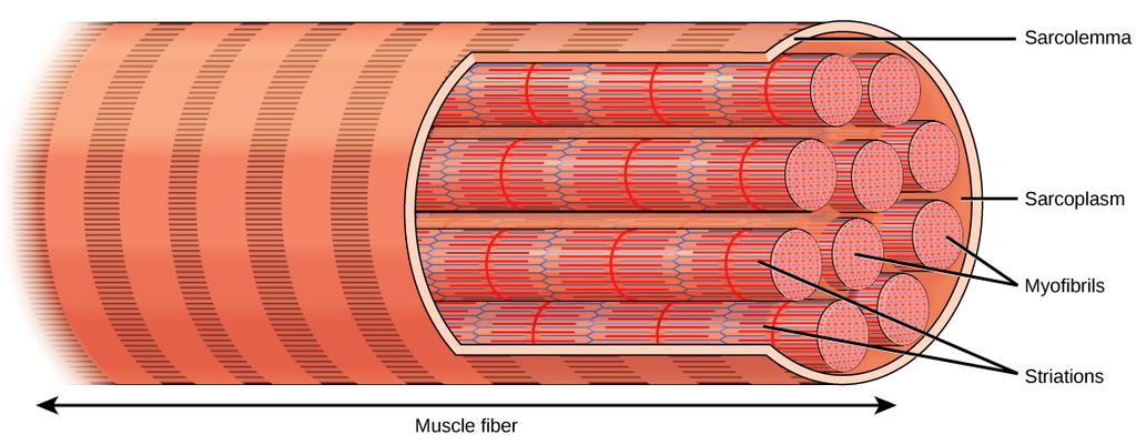 OpenStax-CNX module: m62980 4 Figure 2: A skeletal muscle cell is surrounded by a plasma membrane called the sarcolemma with a cytoplasm called the sarcoplasm.