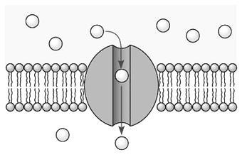 Carrier proteins that participate in facilitated diffusion include: Figure 10: Carrier Mediated Passive Transport: Facilitated Ion Diffusion Ion Channels Electrochemical Gradient Ion Channels: are