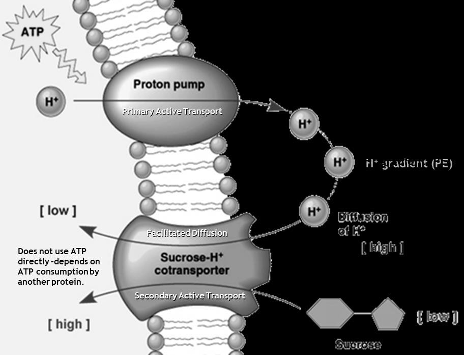 Sodium-Potassium Pump is an ATP-powered carrier