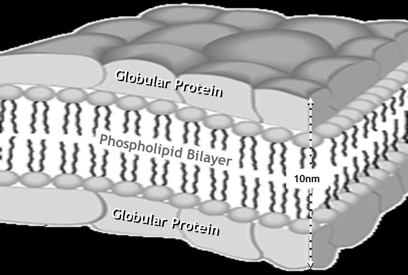 II. Plasma Membrane Models Figure 2: Davson-Danielli Sandwich Model (1935) Davson-Danielli (1935): a) When isolated from the other membrane components, membrane proteins were found to