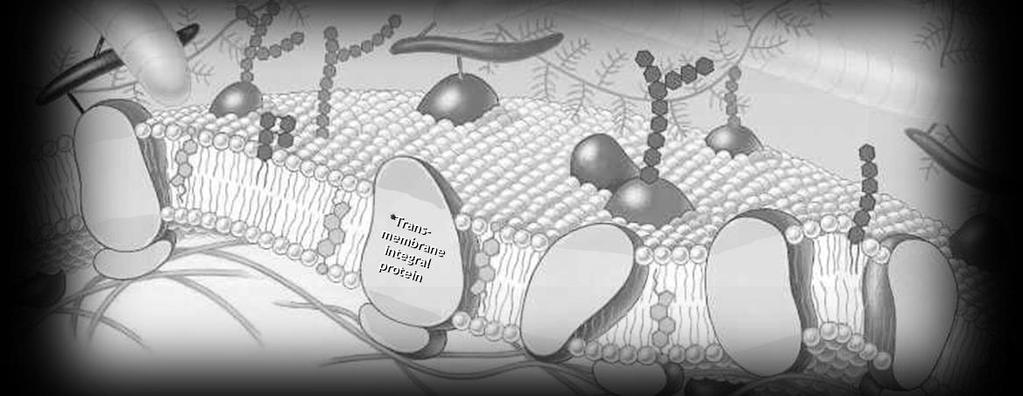 b) Later, it was discovered that the plasma membrane maintained a uniform thickness of 10 nm s & the membrane protein exhibited amphiphatic properties.
