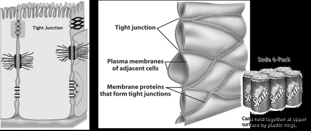Integral Proteins: a) Transmembrane Proteins are integral proteins that span the entire bilayer (e.g. transport proteins).
