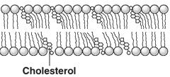 Figure 3: Methods of Maintaining Fluidity Animal Cell Membranes Plant Cell Membranes Cell-Cell (Intercellular) Junctions Figure 4: Tight