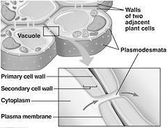 the bilayer portion of the plasma membrane more