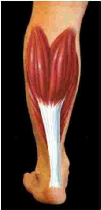 ACHILLES TENDINITIS Dr. Abigail R. Hamilton, MD ANATOMY The Achilles tendon is a strong tendon that connects the calf muscles to the heel.