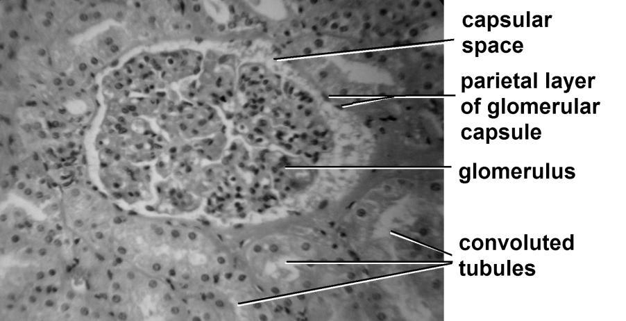 C. Model: Magnified Portion of Kidney, Human cortical radiate artery and vein afferent arteriole glomerulus efferent arteriole peritubular capillaries vasa recta nephron: 1.