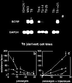 lines IGROV1, T8 and MX3 have revealed the presence of the Breast Cancer Resistance Protein (BCRP, also known as MXR and ABCP).