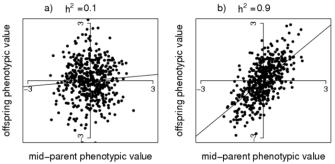 Heritability Heritability can be es>mated from the regression of