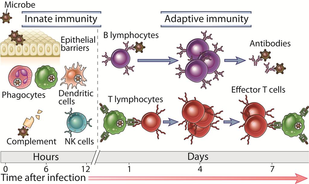 The kinetics of innate and adaptive immune response Abbas,