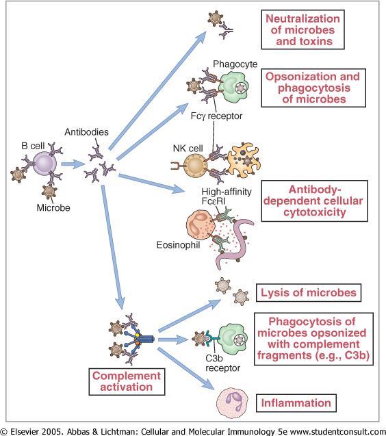 What do antibodies do?