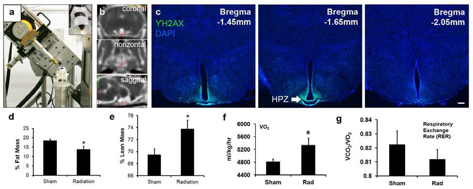 Supplementary Figure 7. Irradiation targeting of the ventral mediobasal hypothalamus.