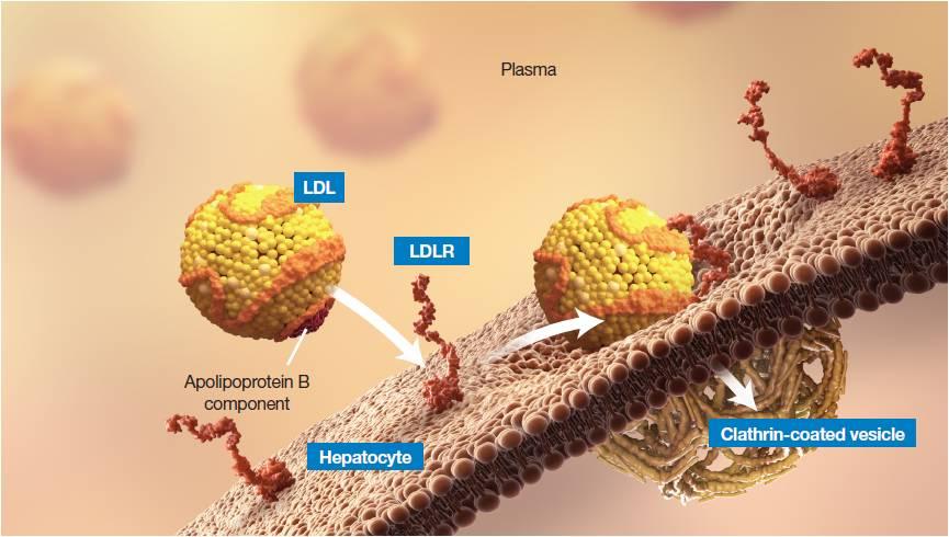 Hepatic LDLR Plays a Central Role in Cholesterol Homeostasis 10 1. Brown MS, Goldstein JL. Proc Natl Acad Sci U S A. 1979;76:3330-3337. 2.