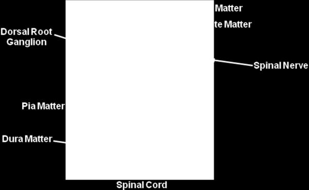 The anterior median fissure extends along the anterior aspect of the spinal cord. B. Correct! The spinal cord gray matter is labeled in the image.
