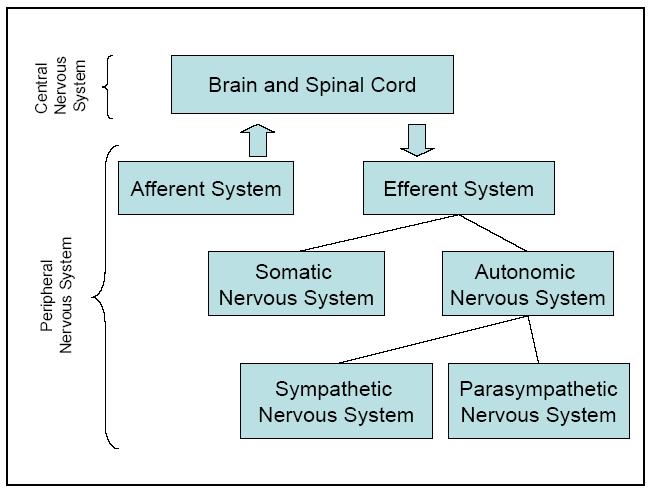 Autonomic Nervous System (ANS): ANS is the major involuntary, unconscious, automatic portion of the nervous system.