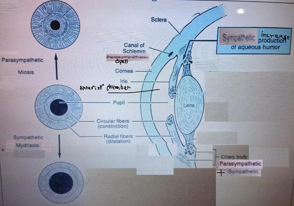 Effect on eye:??????? -Aqueous humour is a gelatinous fluid produced by the eye ciliary body ( within ciliary muscle) and secreted to anterior chamber.