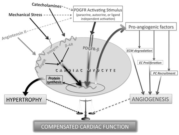 Herceptin-induced cardiotoxicity: Sequential Stress Anthracycline Healthy Myocyte Population Oxidative Damage Apoptosis Necrosis Cellular Repair Mechanisms Vulnerable Myocte HER2 Upregulation