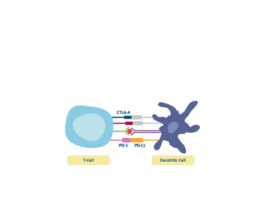 Immune Checkpoints Basic illustration of immunologic synapses between T cells and dendritic cells With normal function, immune checkpoints: Control excessive immune activation Prevent autoimmunity