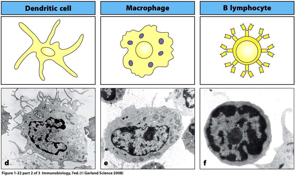 Three Main Antigen Presenting Cells (APCs) Professional APCs present Ag to naïve T cells and induce activation