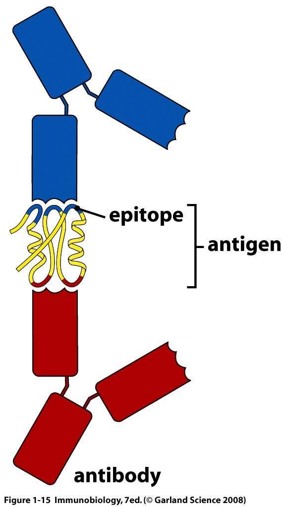 Antigen Recognition by Antibodies (Ag) (Ab) Ab recognize portions of proteins in