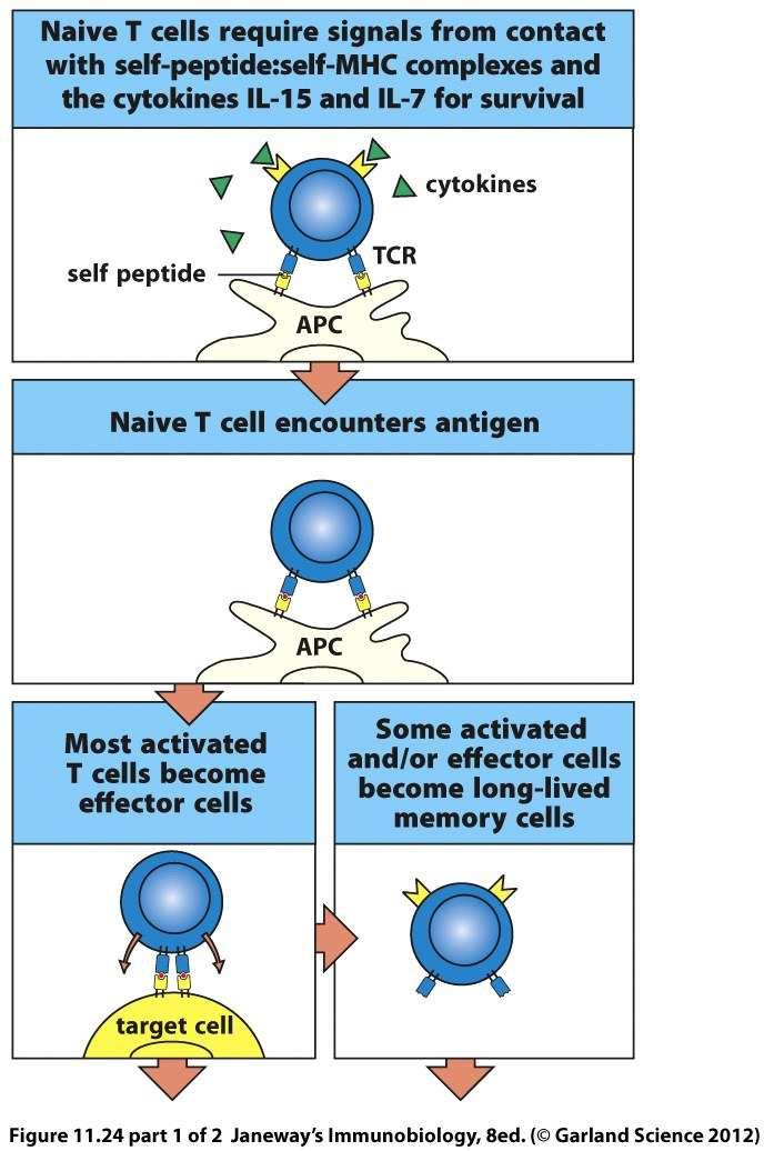 Some activated T cells become