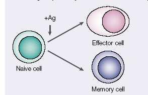 Effector and central memory T cells are both derived from memory precursor Memory