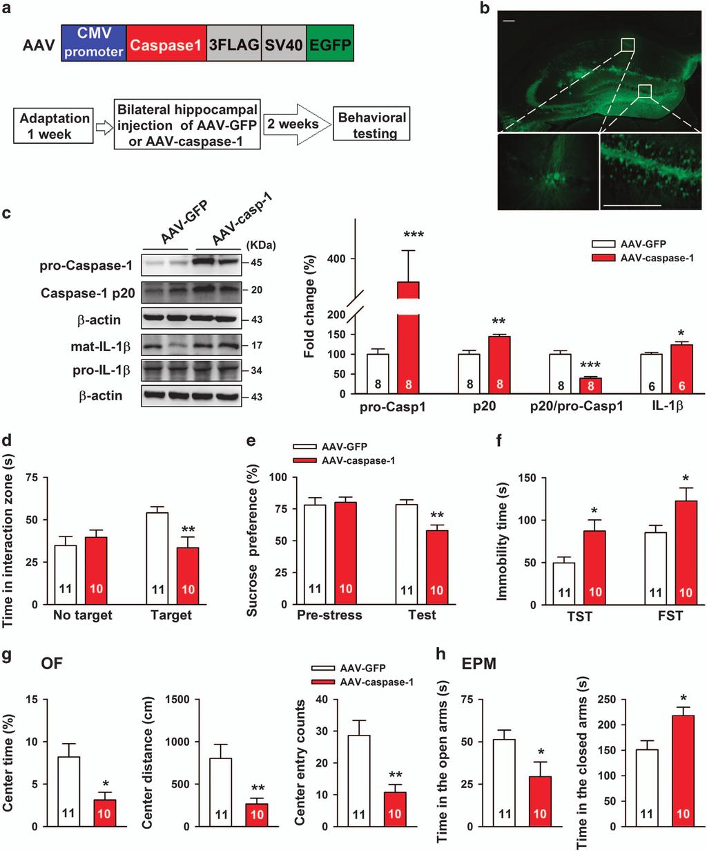 6 Figure 2. Overexpression of caspase-1 in the hippocampus increases depression- and anxiety-like behaviors.