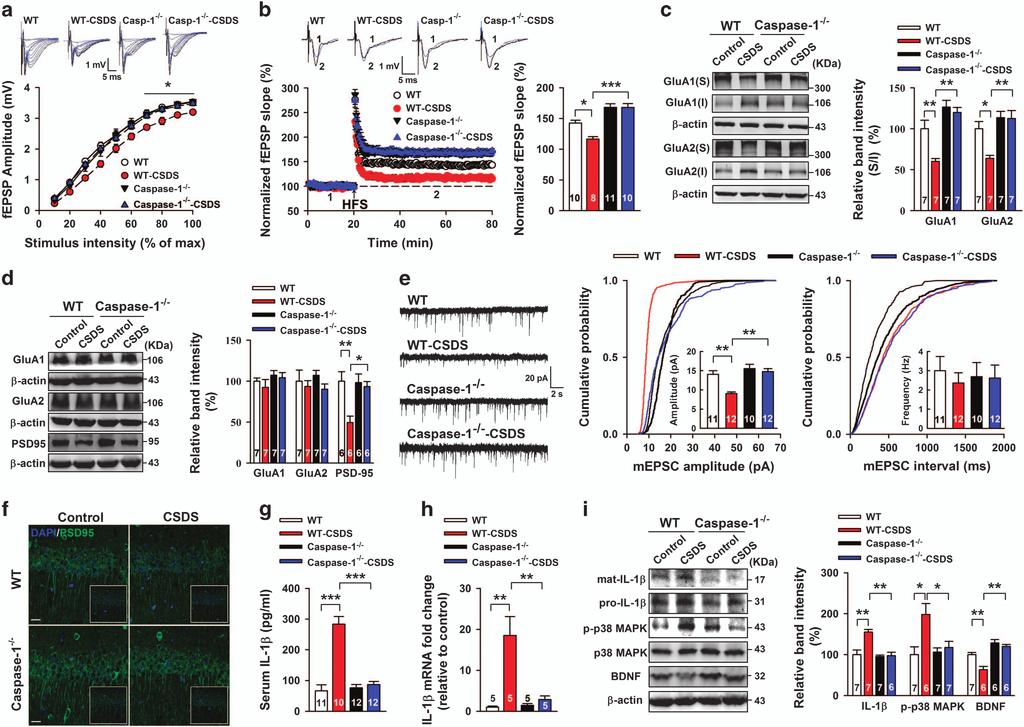 together, these results suggest that caspase-1-mediated neuroinflammation affects glutamatergic neurotransmission, leading to CSDS-induced depression-like behaviors.