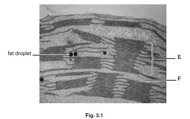 (b) Fig. 3.1 is a transmission electron micrograph showing part of a chloroplast, including some of the internal membranes. (i) Identify E and F in Fig. 3.1. E... F... [2] (ii) The chloroplast contains fat droplets, as shown in Fig.