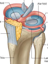 Synovial membrane: -This membrane attaches to the margins of the articular surfaces & to the outer margins of the menisci - The two cruciate ligaments, though