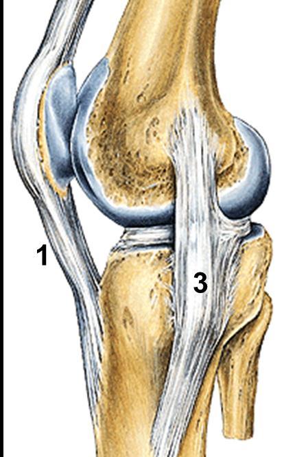 Ligaments: 1- The patellar ligament: Is basically the continuation of the quadriceps femoris tendon inferior to the patella.