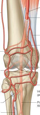 Vascular supply (anastomosis around the knee): Ten arteries share in the formation of this anastomosis which supplies the knee joint & surrounding structures: 1) The genicular arteries 2) Descending