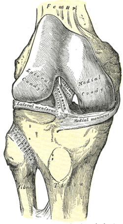 Proximal TF joint: - An arthrodial (synovial) plane joint between the lateral condyle of the tibia and the head of the fibula.
