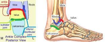 Ankle joint: 1- Ankle proper (Mortise joint,