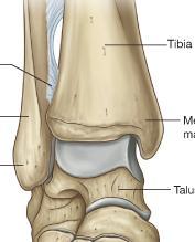 The ankle joint proper: -The anchored distal ends of the fibula & tibia create a deep bracket-shaped socket for the