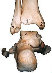 of the tibia -Medial & lateral sides are formed by the corresponding malleoli -The ankle joint is a hinge-like synovial