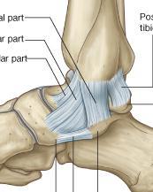 Medial (deltoid) ligament: -A large, strong & triangular in shape.