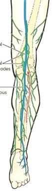 Lymphatic drainage of the lower limb: