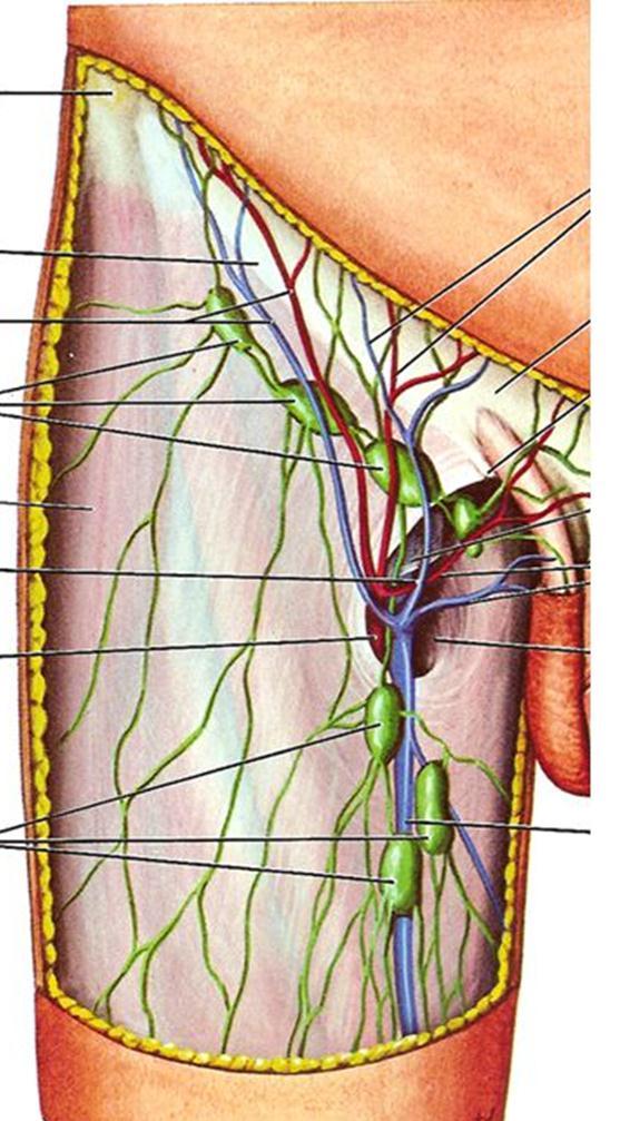 Superficial LN: -The vertical group of superficial inguinal LN drains the lower limb & are arranged around the termination of great saphenous vein (vs deltopectoral) -Popliteal LN