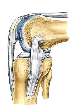 General characteristics: Basically the joint is a hinge joint that allows mainly flexion - extension movement, though the actual movements are more complex.