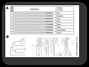 Chapter 8 Genotyping What is Genotyping? Genotyping is a general term that is synonymous with the term DNA fingerprinting.