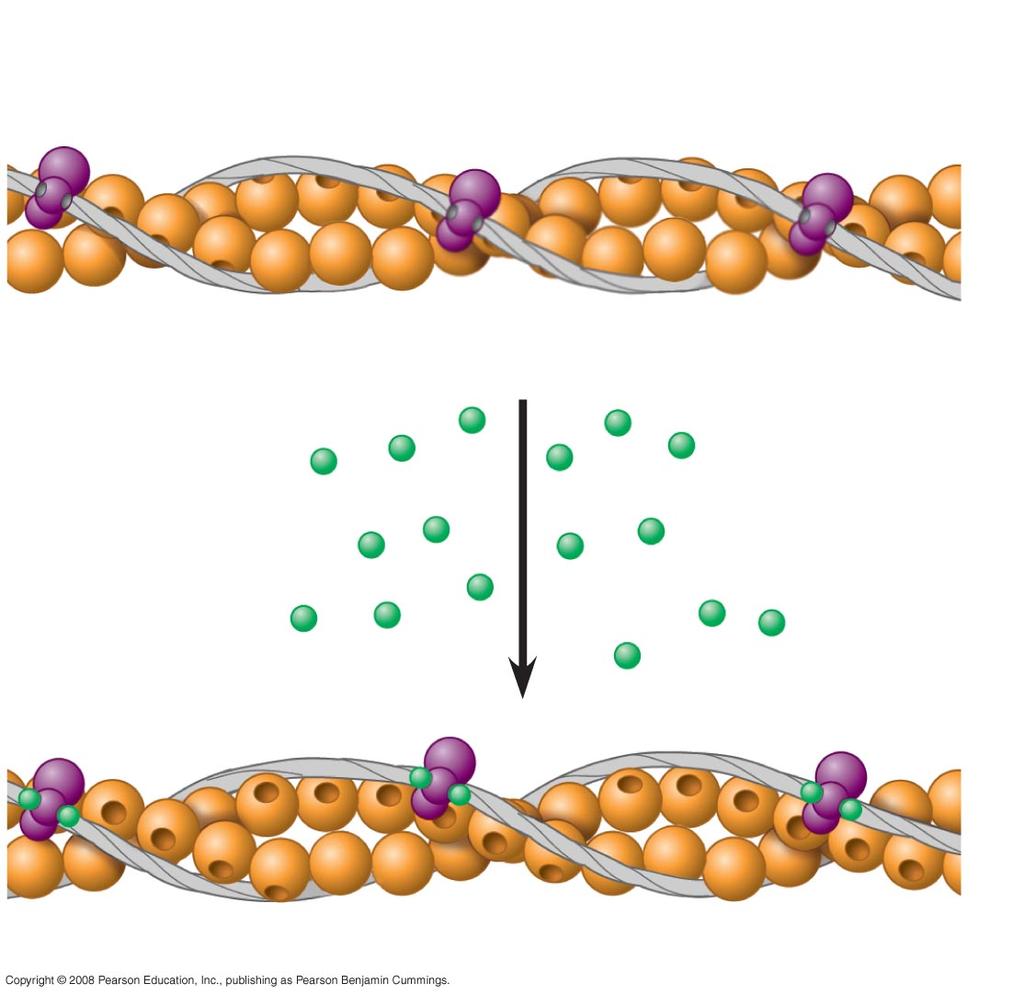 AP Biology Reading Guide 17. In the relaxed muscle fiber, the myosin-binding sites are blocked by a regulatory proteins bound to the actin. Use Figure 50.