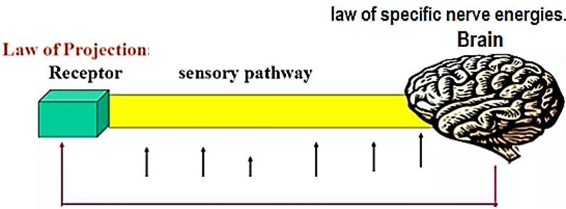 Sensory information The speed of conduction and other characteristics of sensory nerve fibers vary, but action potentials are similar in all nerves.