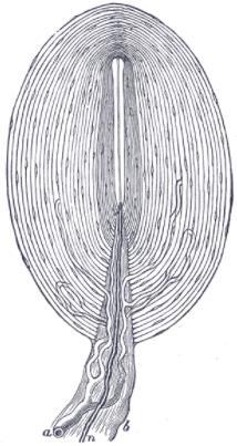 Sixth, Pacinian corpuscles Pacinian corpuscles lie both immediately beneath the skin and deep in the fascial tissues of the body.
