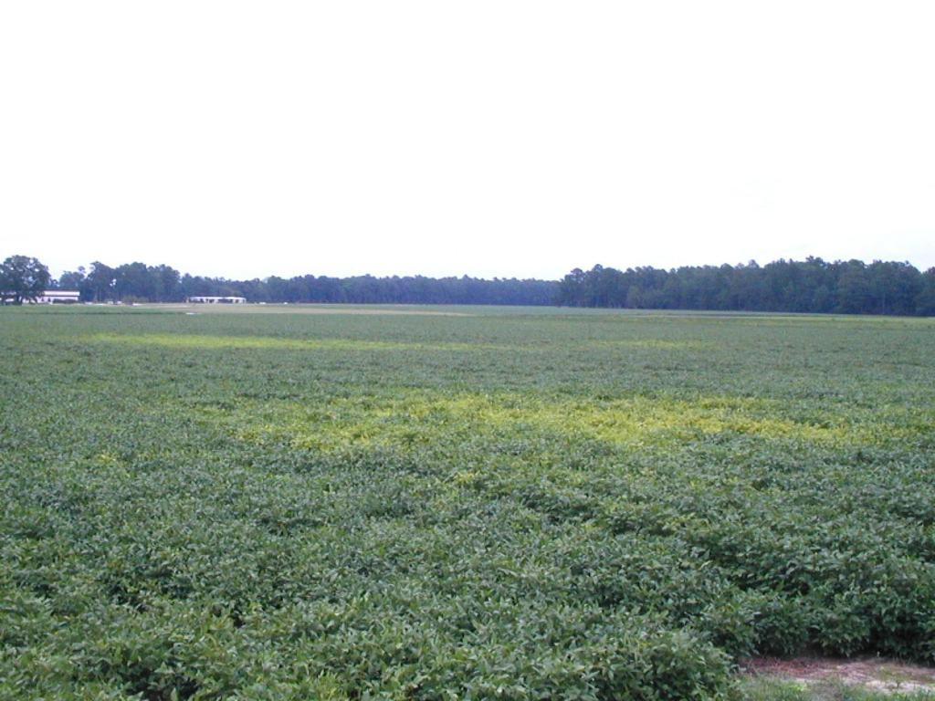 Manganese deficient soybean from