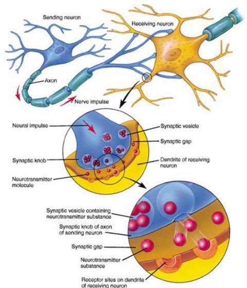 sclerosis. This disease destroys the myelin sheaths of many neurons leaving them unable to operate at normal efficiency.
