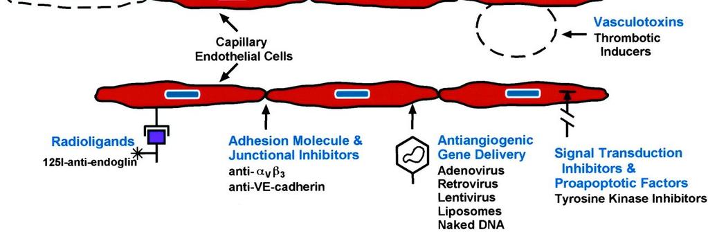 Angiogenesis is a tightly regulated balance The angiogenic switch On Off = Pro-angiogenic factors (e.g. VEGF, PlGF, bfgf, IL-8) = Anti-angiogenic factors (e.g. thrombospondin-1, angiostatin, IFN-a/b) Hanahan, Folkman.